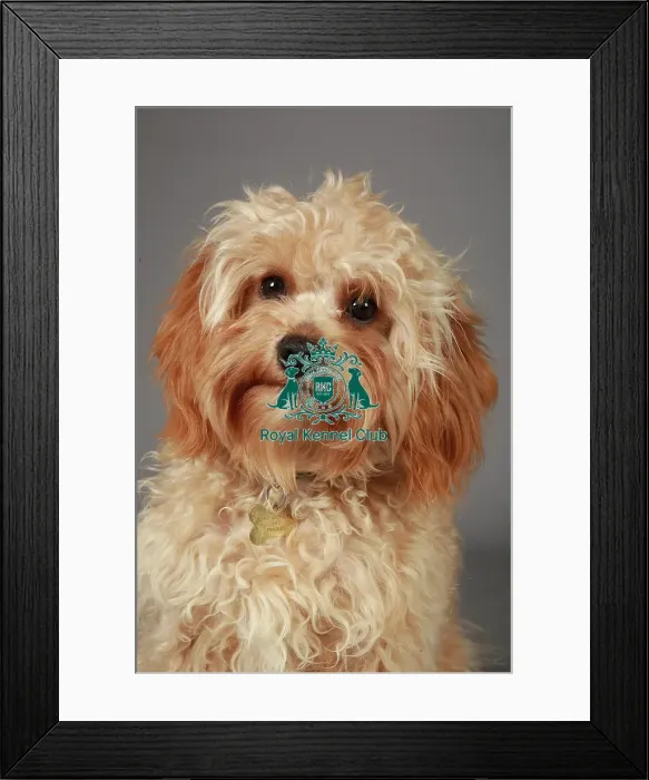 Framed Print : Crufts 2013, nick ridley, stock images, KCPL, KCPL_Stock, March 2013, Cross breed Framed Print : Crufts 2013, nick ridley, stock images, KCPL, KCPL_Stock, March 2013, Cross breed