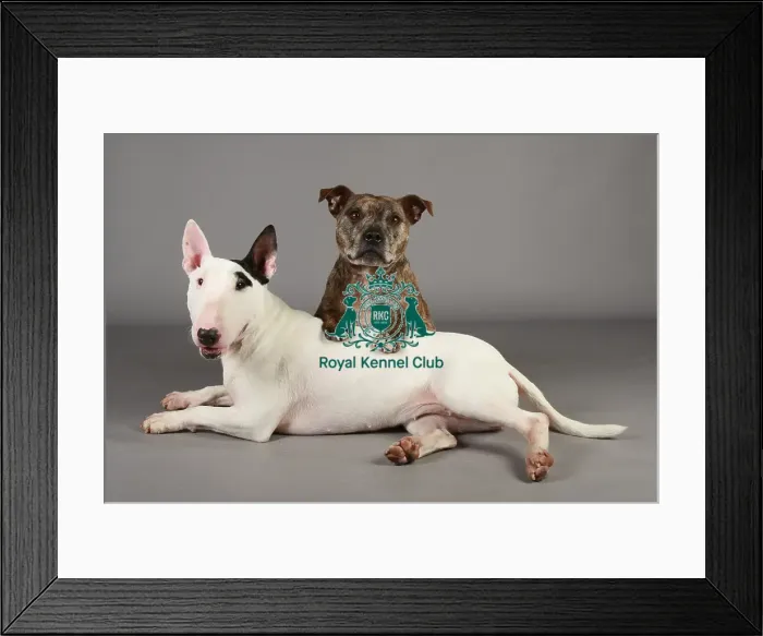Framed Print : Crufts 2013, nick ridley, stock images, KCPL, KCPL_Stock, March 2013, Staffordshire Bull Terrier Framed Print : Crufts 2013, nick ridley, stock images, KCPL, KCPL_Stock, March 2013, Staffordshire Bull Terrier