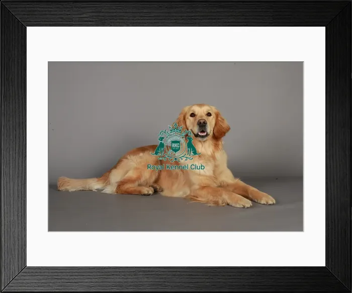 Framed Print : Crufts 2013, nick ridley, stock images, KCPL, KCPL_Stock, March 2013, Retriever (Golden) Framed Print : Crufts 2013, nick ridley, stock images, KCPL, KCPL_Stock, March 2013, Retriever (Golden)