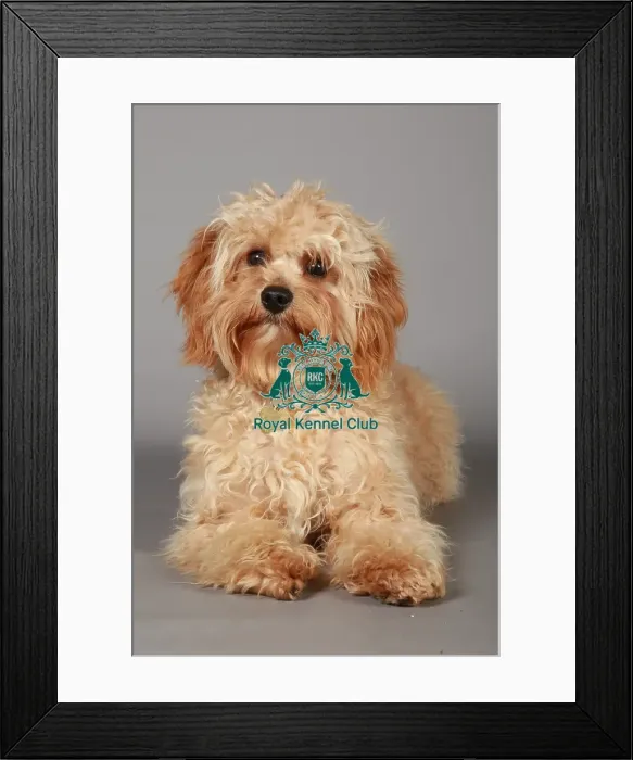 Framed Print : Crufts 2013, nick ridley, stock images, KCPL, KCPL_Stock, March 2013, Cross breed Framed Print : Crufts 2013, nick ridley, stock images, KCPL, KCPL_Stock, March 2013, Cross breed