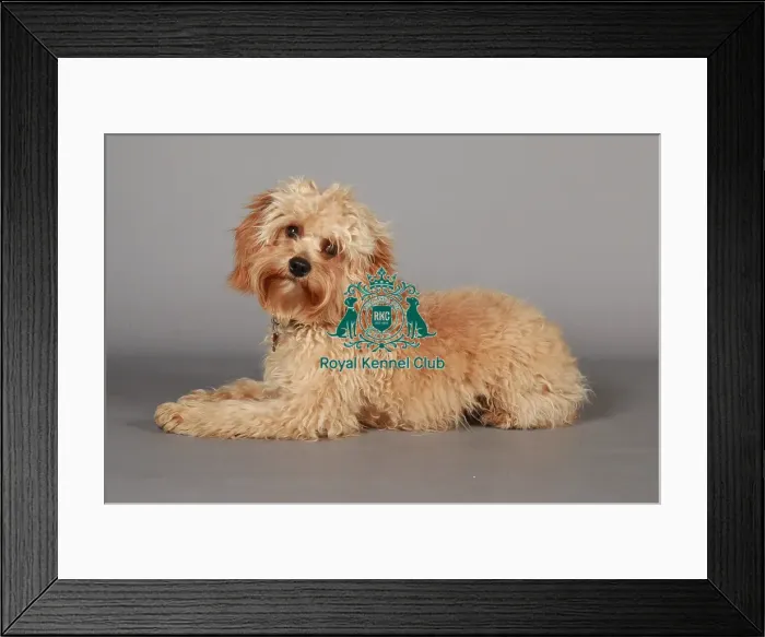 Framed Print : Crufts 2013, nick ridley, stock images, KCPL, KCPL_Stock, March 2013, Cross breed Framed Print : Crufts 2013, nick ridley, stock images, KCPL, KCPL_Stock, March 2013, Cross breed