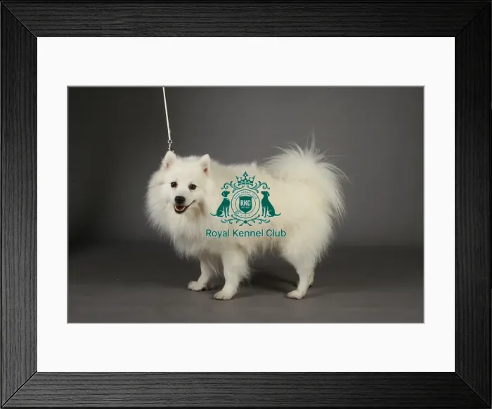 Framed Print : Crufts 2013, nick ridley, stock images, KCPL, KCPL_Stock, March 2013 Framed Print : Crufts 2013, nick ridley, stock images, KCPL, KCPL_Stock, March 2013