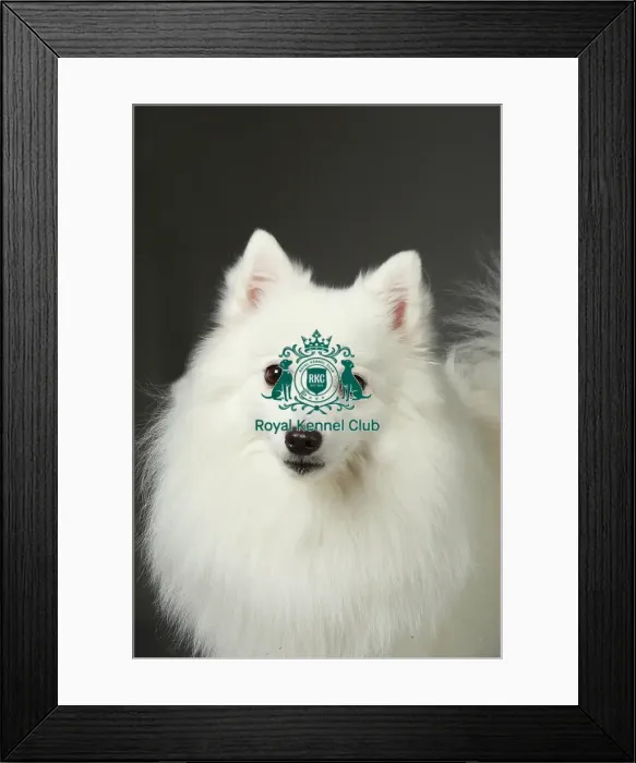 Framed Print : Crufts 2013, nick ridley, stock images, KCPL, KCPL_Stock, March 2013 Framed Print : Crufts 2013, nick ridley, stock images, KCPL, KCPL_Stock, March 2013