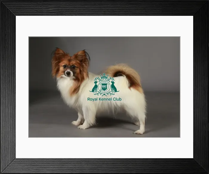 Framed Print : Crufts 2013, nick ridley, stock images, KCPL, KCPL_Stock, March 2013, papillon Framed Print : Crufts 2013, nick ridley, stock images, KCPL, KCPL_Stock, March 2013, papillon