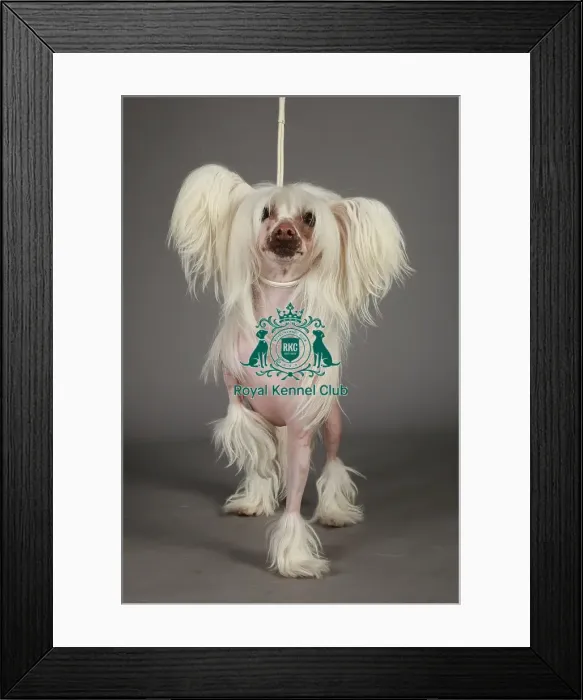 Framed Print : KCPL, KCPL_Stock, March 2013, Crufts 2013, stock images, nick ridley, chinese crested Framed Print : KCPL, KCPL_Stock, March 2013, Crufts 2013, stock images, nick ridley, chinese crested