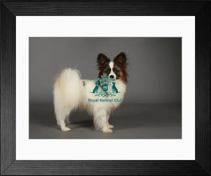 Framed Print : Crufts 2013, nick ridley, stock images, KCPL, KCPL_Stock, March 2013, papillon Framed Print : Crufts 2013, nick ridley, stock images, KCPL, KCPL_Stock, March 2013, papillon