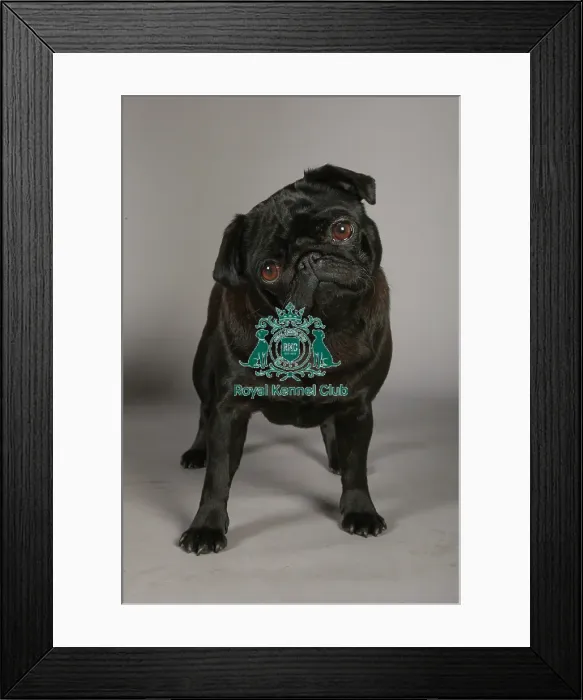 Framed Print : Pug. Note - There is increased concern among dog welfare organisations Framed Print : Pug. Note - There is increased concern among dog welfare organisations