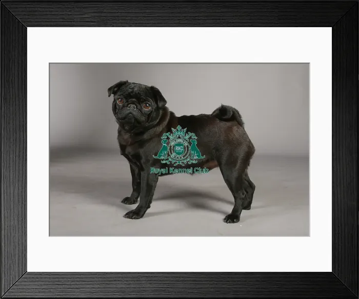 Framed Print : Pug. Note - There is increased concern among dog welfare organisations Framed Print : Pug. Note - There is increased concern among dog welfare organisations