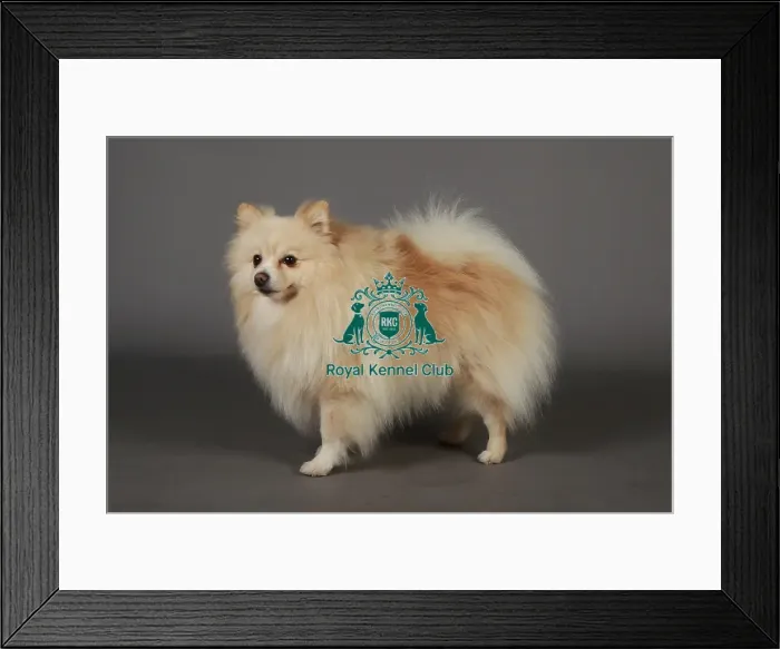 Framed Print : Crufts 2013, nick ridley, stock images, KCPL, KCPL_Stock, March 2013, pomeranian Framed Print : Crufts 2013, nick ridley, stock images, KCPL, KCPL_Stock, March 2013, pomeranian