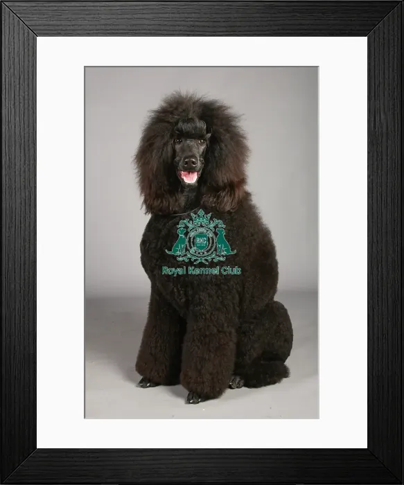 Framed Print : Crufts 2013, nick ridley, stock images, KCPL, KCPL_Stock, March 2013, poodle Framed Print : Crufts 2013, nick ridley, stock images, KCPL, KCPL_Stock, March 2013, poodle