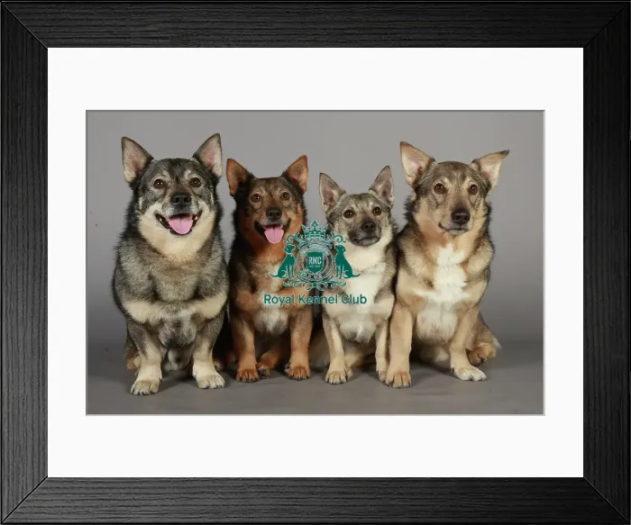 Framed Print : Crufts 2013, nick ridley, stock images, KCPL, KCPL_Stock, March 2013, swedish vallhund