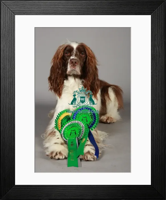 Framed Print : Crufts 2013, nick ridley, stock images, KCPL, KCPL_Stock, March 2013, Spaniel (English Framed Print : Crufts 2013, nick ridley, stock images, KCPL, KCPL_Stock, March 2013, Spaniel (English