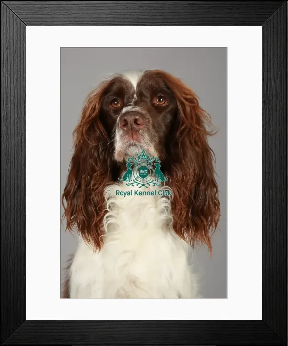 Framed Print : Crufts 2013, nick ridley, stock images, KCPL, KCPL_Stock, March 2013, Spaniel (English Framed Print : Crufts 2013, nick ridley, stock images, KCPL, KCPL_Stock, March 2013, Spaniel (English