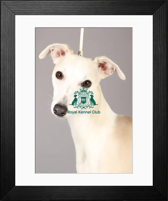 Framed Print : Crufts 2013, Whippet, nick ridley, stock images, KCPL, March 2013, KCPL_Stock Framed Print : Crufts 2013, Whippet, nick ridley, stock images, KCPL, March 2013, KCPL_Stock