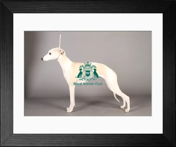 Framed Print : Crufts 2013, Whippet, nick ridley, stock images, KCPL, March 2013, KCPL_Stock Framed Print : Crufts 2013, Whippet, nick ridley, stock images, KCPL, March 2013, KCPL_Stock