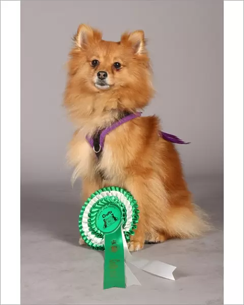 Crufts 2013, pomeranian, nick ridley, stock images, KCPL, March 2013, KCPL_Stock