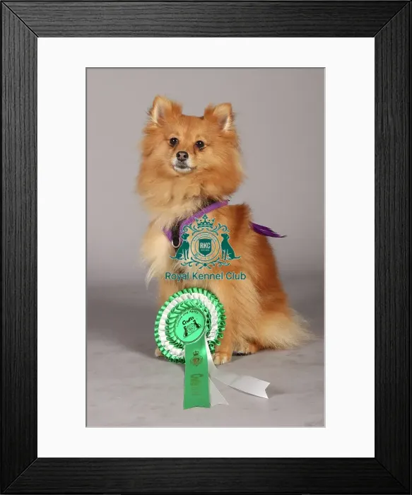 Framed Print : Crufts 2013, pomeranian, nick ridley, stock images, KCPL, March 2013, KCPL_Stock