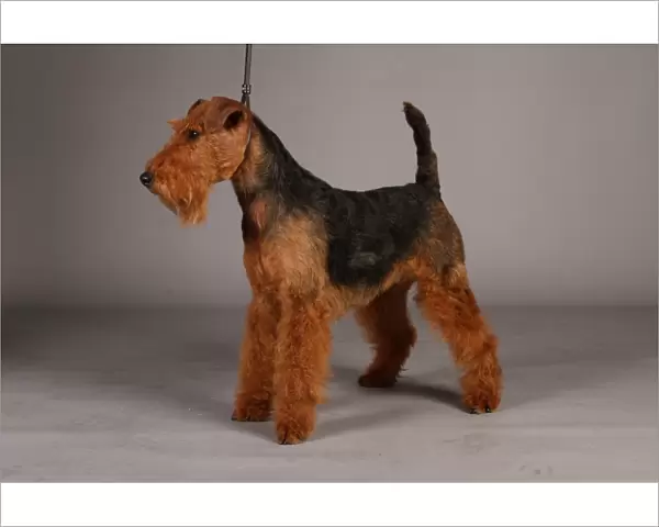 Crufts 2013, lakeland terrier, nick ridley, stock images, KCPL, March 2013, KCPL_Stock