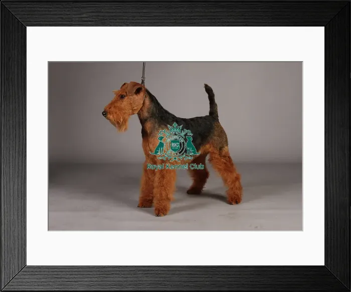 Framed Print : Crufts 2013, lakeland terrier, nick ridley, stock images, KCPL, March 2013, KCPL_Stock