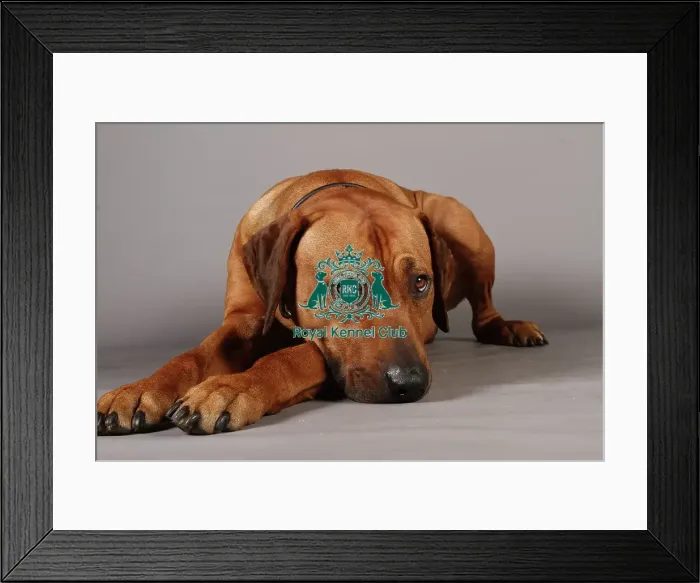 Framed Print : Crufts 2013, Rhodesian Ridgeback, nick ridley, stock images, KCPL, March 2013, KCPL_Stock Framed Print : Crufts 2013, Rhodesian Ridgeback, nick ridley, stock images, KCPL, March 2013, KCPL_Stock