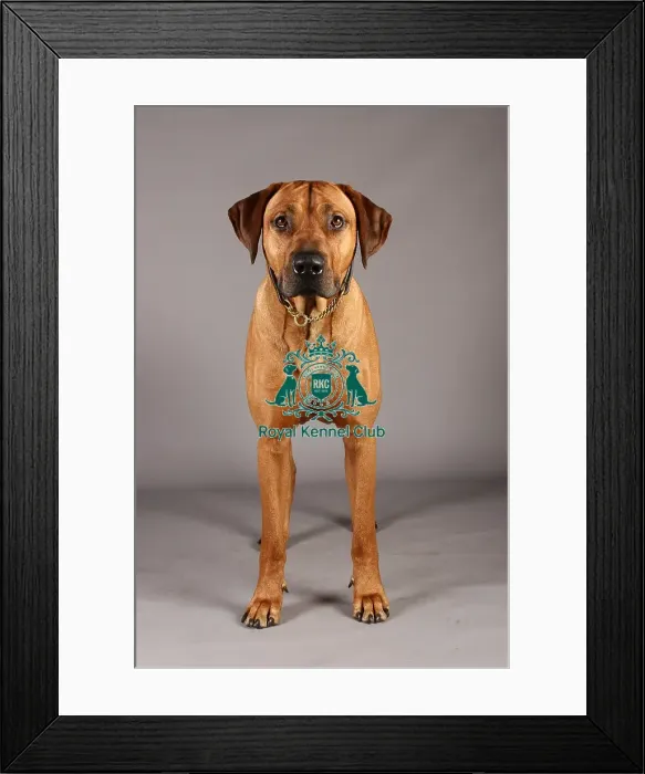 Framed Print : Crufts 2013, Rhodesian Ridgeback, nick ridley, stock images, KCPL, March 2013, KCPL_Stock Framed Print : Crufts 2013, Rhodesian Ridgeback, nick ridley, stock images, KCPL, March 2013, KCPL_Stock