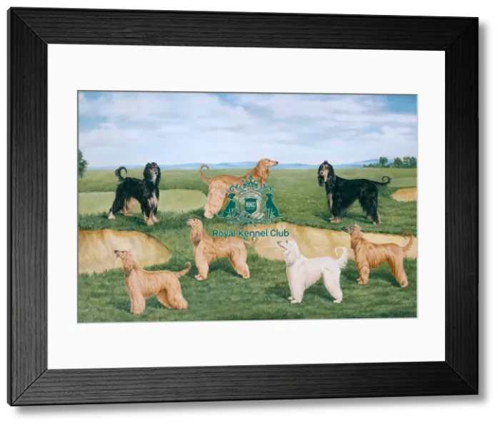 Framed Print : Acklam Afghan Hounds Framed Print : Acklam Afghan Hounds