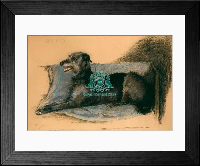 Framed Print : Brutus of Bridgesollers Framed Print : Brutus of Bridgesollers
