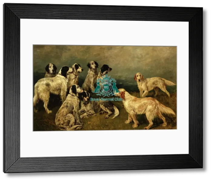 Framed Print : Sir Humphrey de Traffords English Setters Framed Print : Sir Humphrey de Traffords English Setters