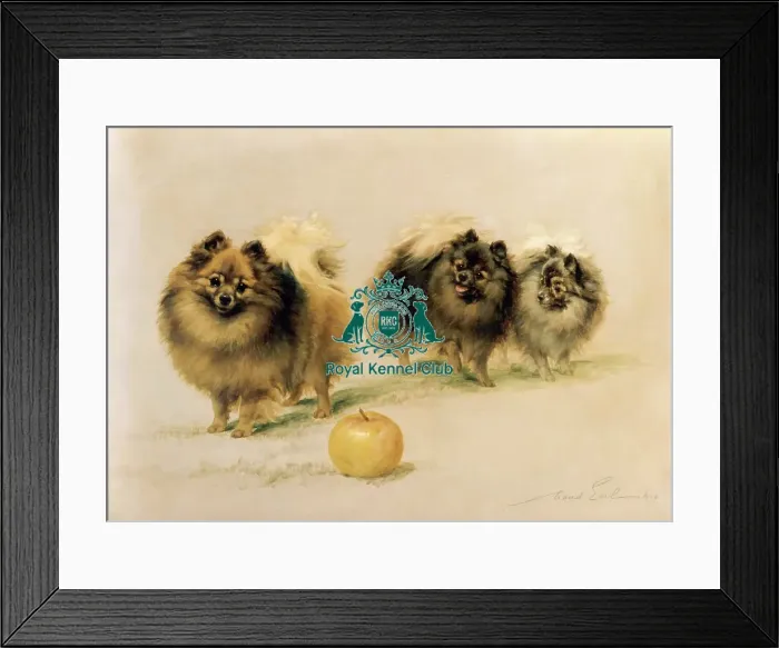 Framed Print : Lady Wavertrees Pomeranians