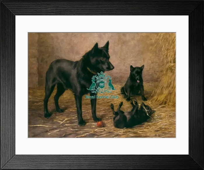 Framed Print : Mrs Skewes Coxs Schipperkes Framed Print : Mrs Skewes Coxs Schipperkes