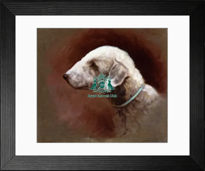 Framed Print : Bedlington Terrier Framed Print : Bedlington Terrier