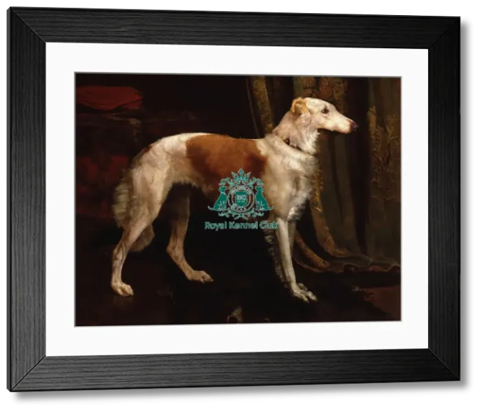 Framed Print : Portrait of a Borzoi Framed Print : Portrait of a Borzoi