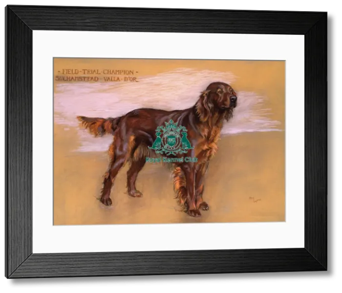 Framed Print : FT Ch Sulhamstead Valla D Or Framed Print : FT Ch Sulhamstead Valla D Or