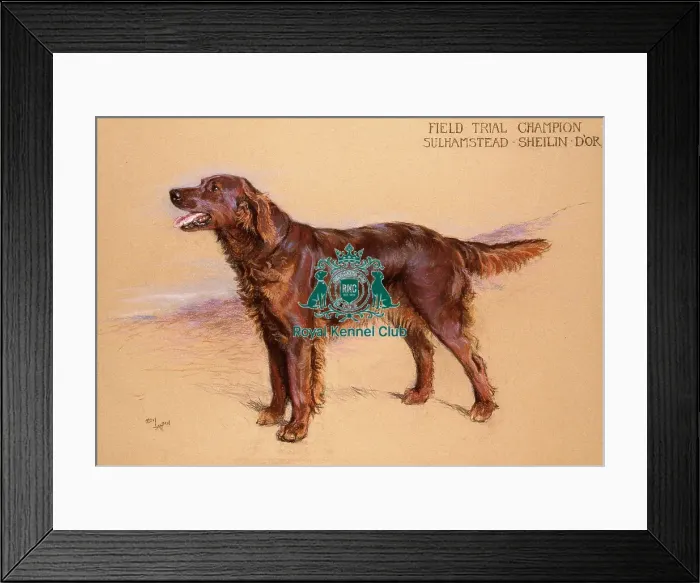 Framed Print : FT Ch Sulhamstead Sheilin D Or Framed Print : FT Ch Sulhamstead Sheilin D Or