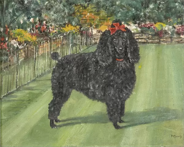 poodle, Artwork, oil, painting, outside, grass
