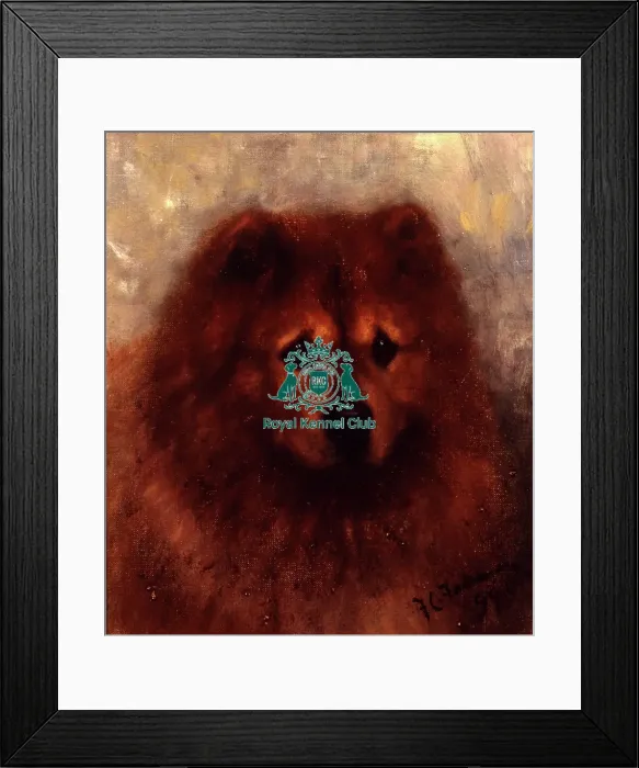 Framed Print : Ch Chow VIII Framed Print : Ch Chow VIII