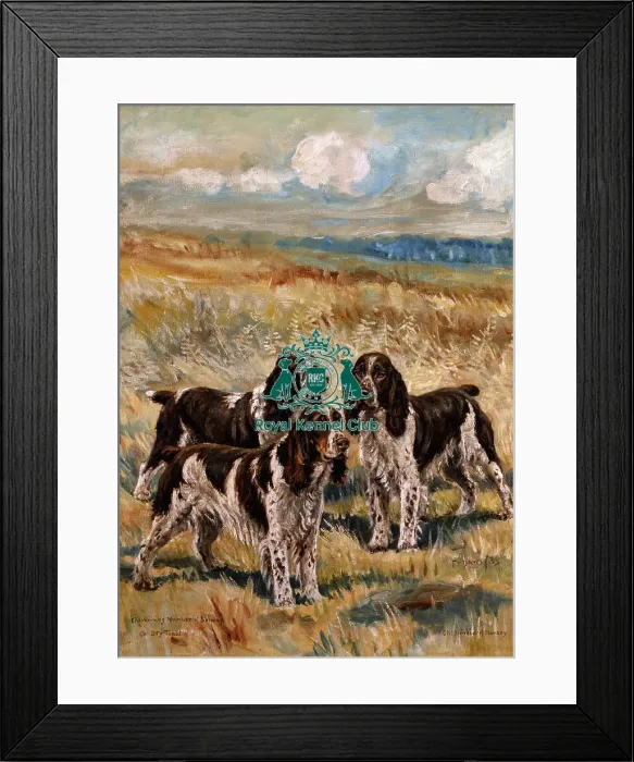 Framed Print : Mrs. Santers English Springer Spaniels Framed Print : Mrs. Santers English Springer Spaniels