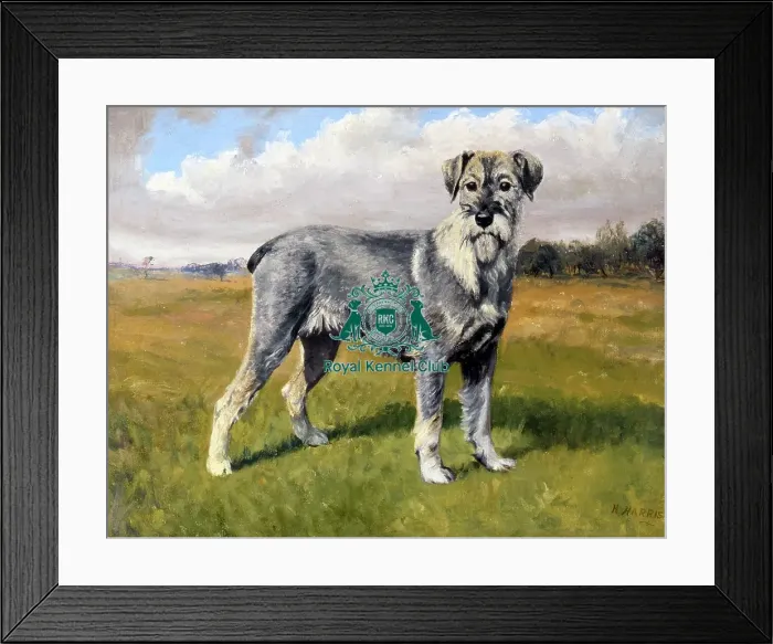 Framed Print : Ch Cranbourne Lupin Framed Print : Ch Cranbourne Lupin