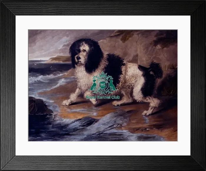 Framed Print : Ta Ageur. Hand coloured engraving 20 x 24 ins. Framed Print : Ta Ageur. Hand coloured engraving 20 x 24 ins.