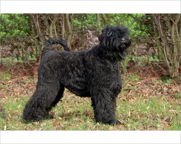 standing, terrier, black, profile, trees, outside, grass