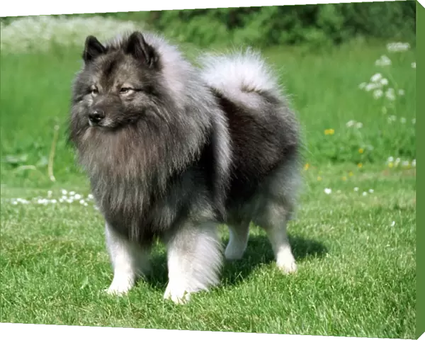 standing, fluffy, grass, grey, keeshond, outside