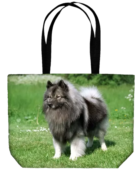 standing, fluffy, grass, grey, keeshond, outside