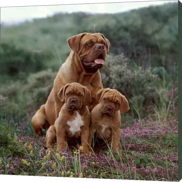 mum, puppy, sitting, family, field, puppies