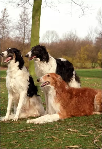 family, group, three, outside, brown, black, white, hound