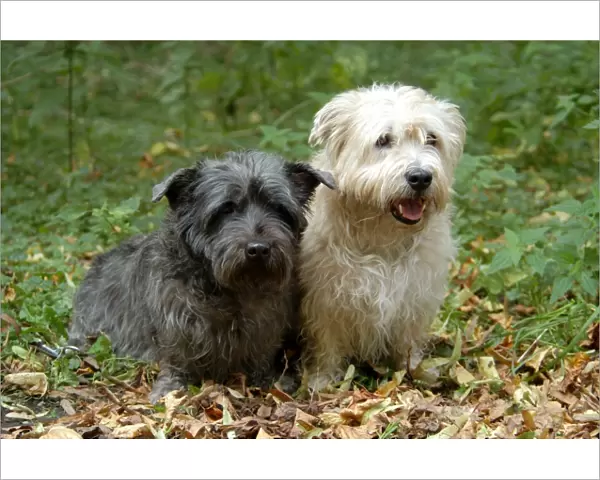 pair, two, outside, grass, brown, Terrier