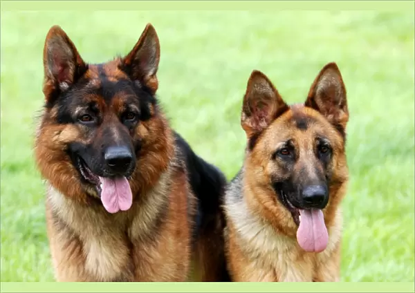couple, pair, alsatian, two, outside, grass, two dogs, brown