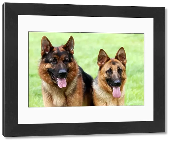couple, pair, alsatian, two, outside, grass, two dogs, brown