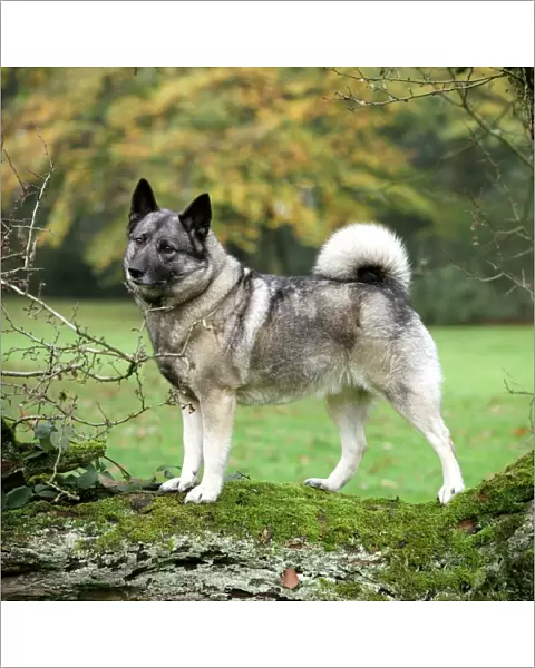 standing, profile, tree, elkhound, norwegian, outside, grass, grey