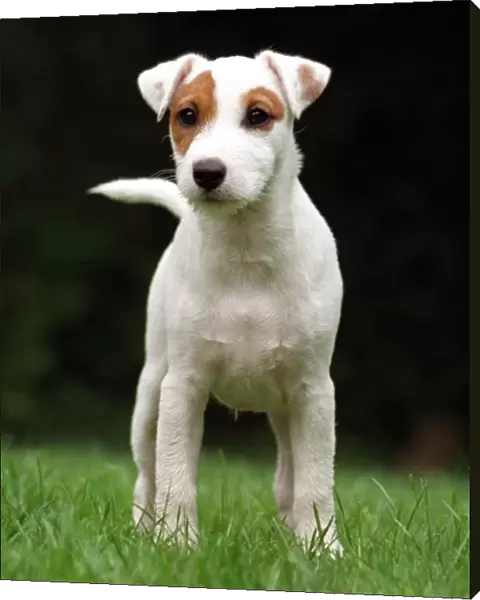 standing, outside, grass, black, brown, Terrier, white