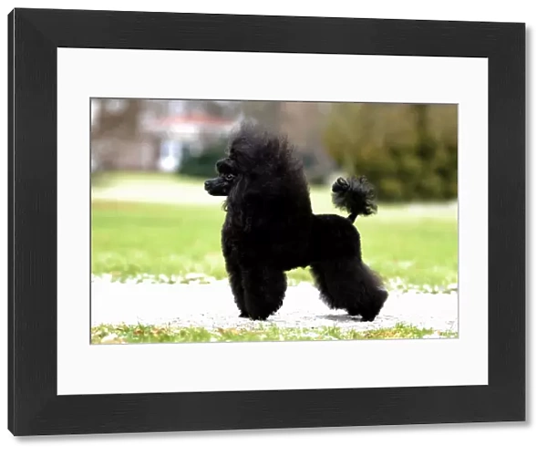 small, fluffy, black, profile, poodle, outside, grass